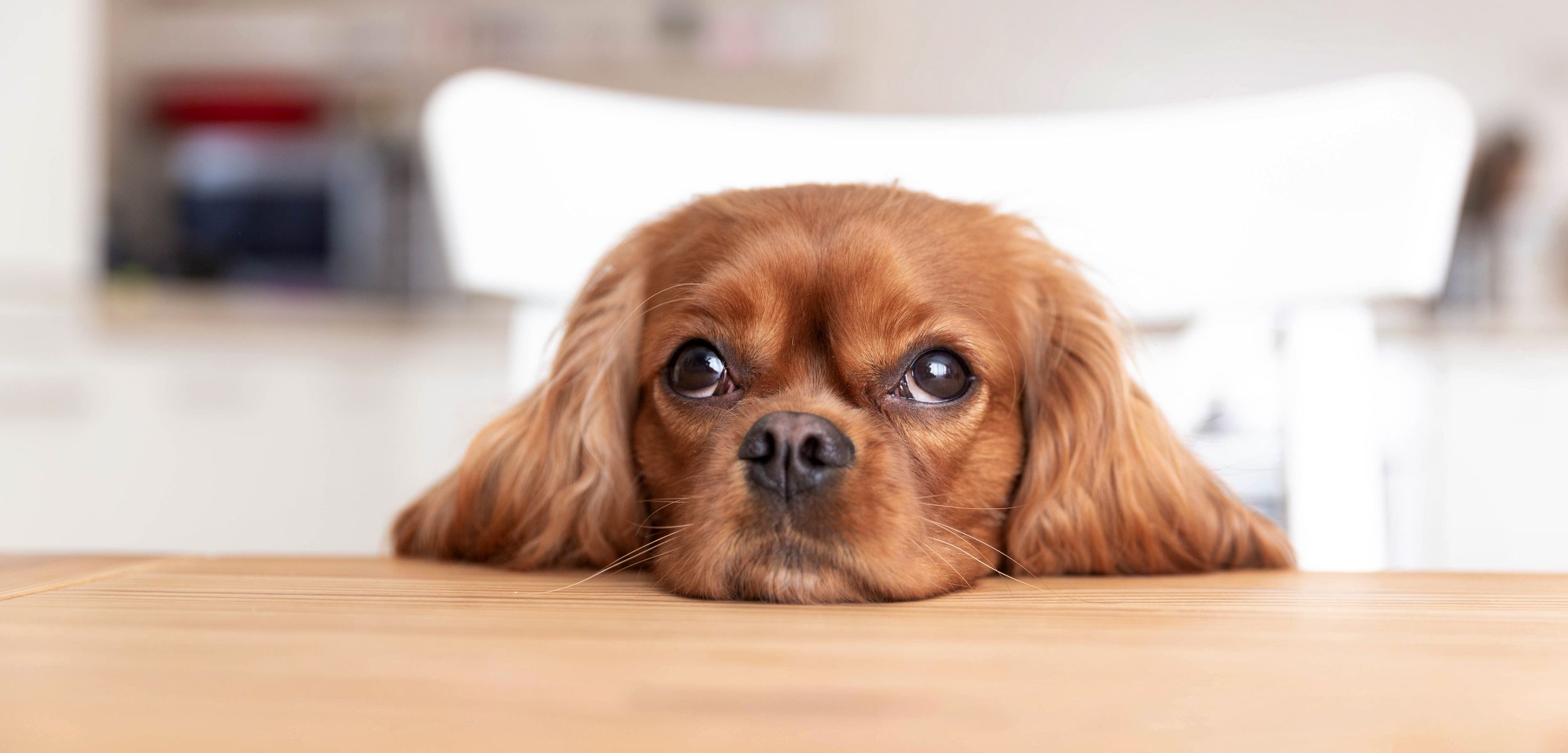dog2_cropped